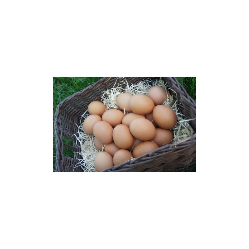 Oeufs frais