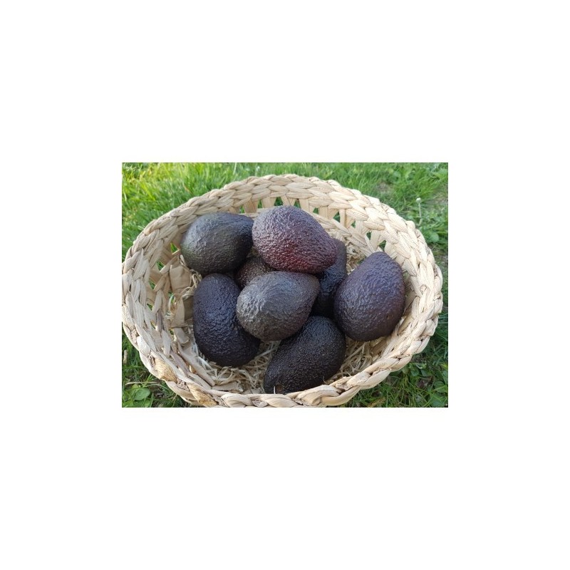 Avocat