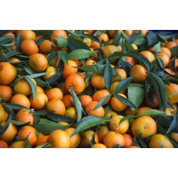 Jus de mandarine  frais 0.5...