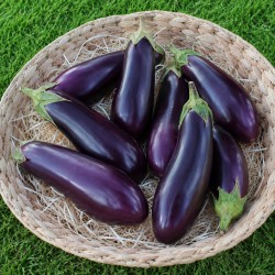 Aubergine violette
