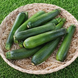 Courgette moyenne