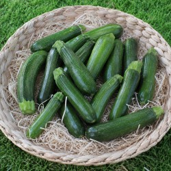 Courgette petite