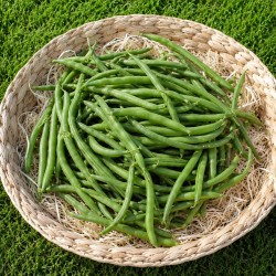Haricot vert