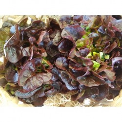 Salade Feuille de chêne rouge
