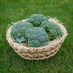 Brocoli