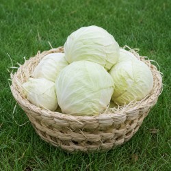 Chou blanc