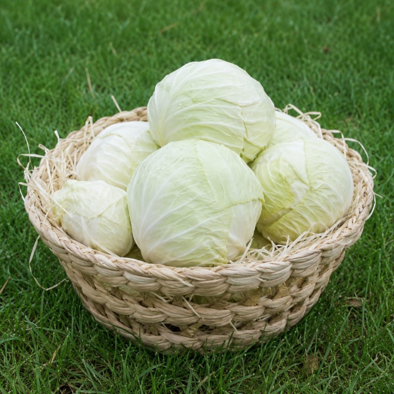 Chou blanc