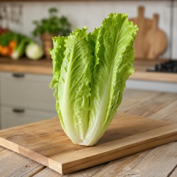 Salade Laitue romaine