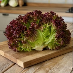 Salade Feuille de chêne rouge