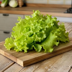 Salade Feuille de chêne verte