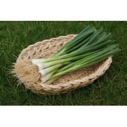 Oignon nouveau botte