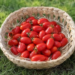 Tomate cerise Datarino (GE)