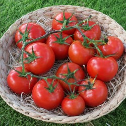 Tomate Grappe