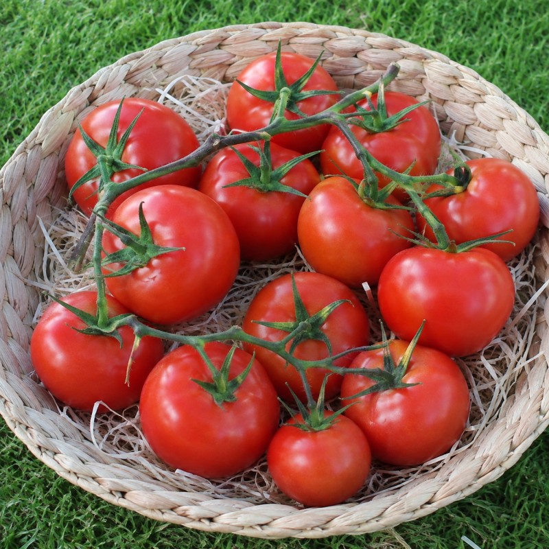 Tomate Grappe