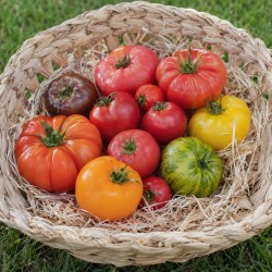 Assortiment de Tomates