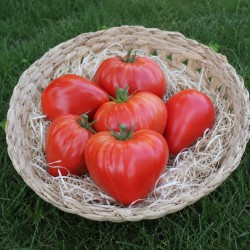 Tomate Coeur de Boeuf