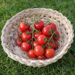Tomate Tentation