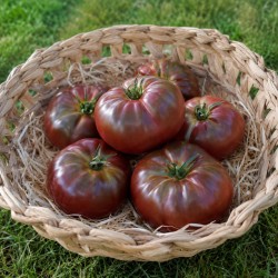 Tomate Noire de Crimée