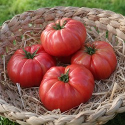Tomate Rose de Berne