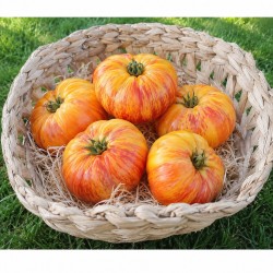 Tomate Pleine Terre