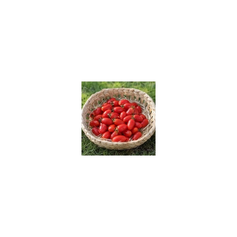 Tomate cerise Datarino Italienne